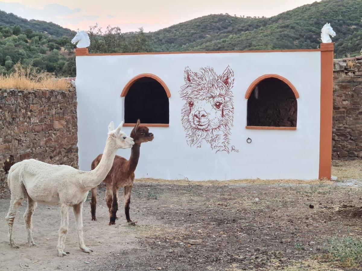 Apartamento Experience Alpacas In Andalucia Córdoba Exterior foto